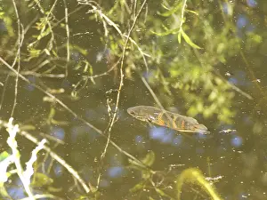 Oscar, Astronotus ocellatus, Pantanal