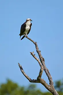 An osprey on a bare branch with blue sky and greenery in the background