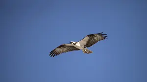 Osprey bird of prey Pandion haliaetus flying across a blue sky over Clam pass in Naples
