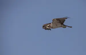 Osprey bird of prey Pandion haliaetus flying across a blue sky over Clam pass in Naples