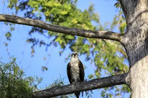 Osprey bird of prey Pandion haliaetus perches on a tree at Clam pass in Naples