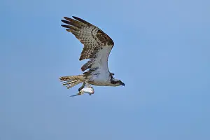An osprey flies through the air with a fish in its talons