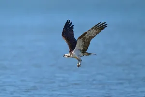 An osprey flies over a blue water surface with flowing movements