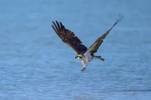 An osprey flies close over the water