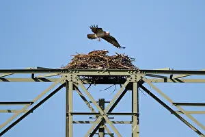 An osprey flies over its eyrie