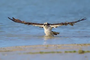 Osprey with horizontally spread wings in the vastness of water and nature