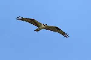 Osprey with outstretched wings gliding in the sky