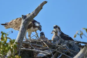 Osprey pair and chicks in a nest of branches with clear sky in the background
