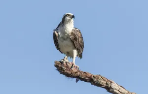 Osprey (Pandion haliaetus carolinensis)