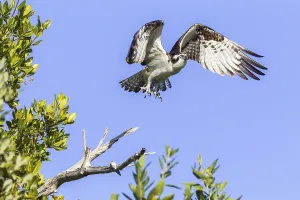 Osprey (Pandion haliaetus carolinensis) in flight