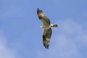 Osprey (Pandion haliaetus carolinensis) flying