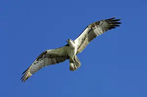 Osprey (Pandion haliaetus), Everglades National Park