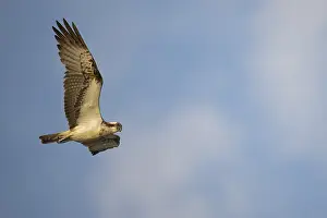 An osprey (Pandion haliaetus) flies majestically against a cloudy sky