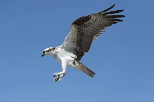 Osprey (Pandion haliaetus) in flight