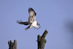 Osprey (Pandion haliaetus), flying on a dead tree