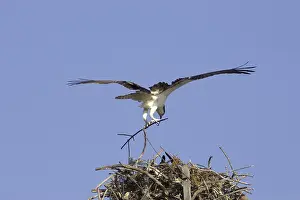 Osprey, Pandion haliaetus, flying to the nest with nesting material