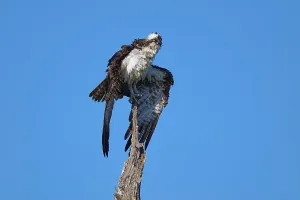 An osprey poses majestically on a tree in front of a deep blue sky