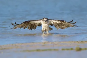 Osprey presents its enormous wingspan over the water