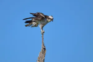 Osprey with raised wings on a branch in front of a blue sky