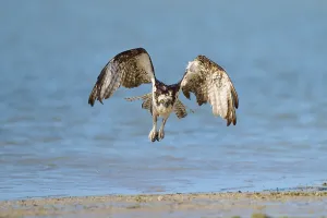 Osprey reaching down over the water with wings spread