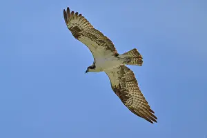 An osprey soars high through the air on the hunt