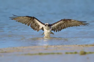 Osprey with spread wings hovering over the blue water
