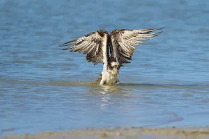 Osprey stretching its wings upwards as it rises from the water