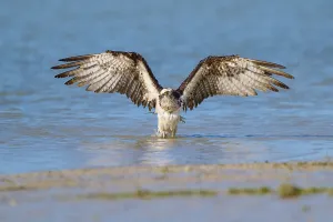Osprey with wide open wings rising from calm water