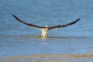 Osprey with wings wide open on take-off from the water