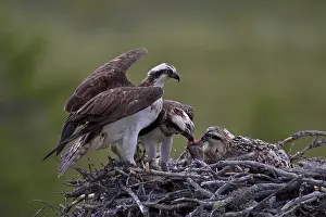 Ospreys or Sea Hawks (Pandion haliaetus)