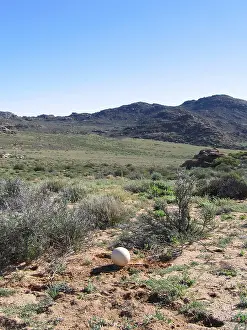 Ostrich egg (Struthio camelus)