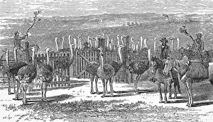 An ostrich farm, Cape Colony, around 1870
