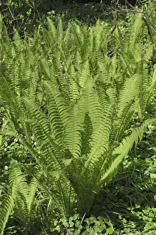 Ostrich fern (Matteuccia struthiopteris)