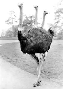 Ostrich with three heads, England, Great Britain
