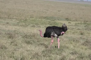 Ostrich, male in breeding mood