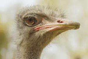 Ostrich portrait, ostrich head (Struthio camelus)