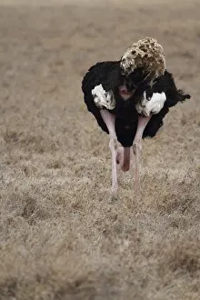 Ostrich (Struthio camelus)