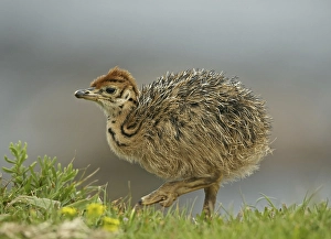 Ostrich (Struthio camelus), chick