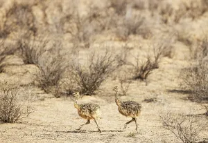 Ostrich (Struthio camelus). Two chicks