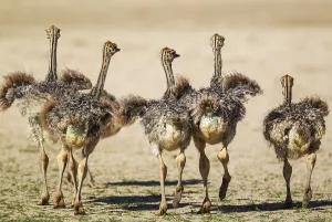 Ostrich (Struthio camelus), five chicks