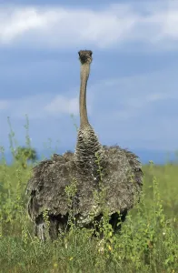 Ostrich (struthio camelus), Female