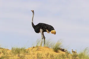 Ostrich (Struthio camelus). Male and two chicks on the ridge of a grass-grown sand dune