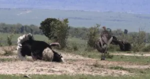 Ostrich (Struthio camelus), Male and Female