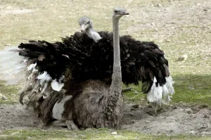 Ostrich (Struthio camelus), pair, mating