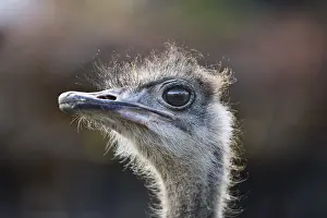 Ostrich (Struthio camelus), portrait