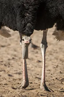 Ostrich (Struthio camelus), portrait