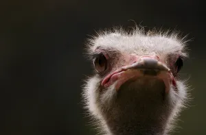 Ostrich (Struthio camelus), portrait