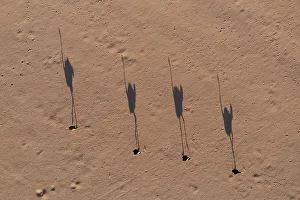 Ostrich (Struthio camelus), roaming a sandy desert plain in the last light of the evening