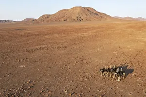 Ostrich (Struthio camelus), at a rocky desert plain at the edge of the Hoarusib river