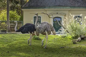 Ostrich (struthiocamelus), at Schonbrunn Zoo